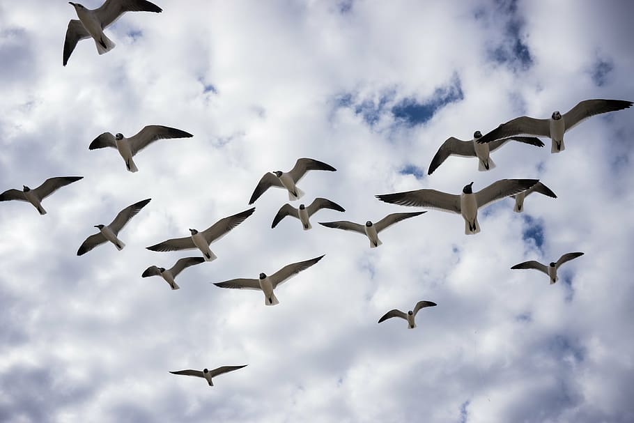 birds, flight, seagulls, fly, nature, wing, birds flying, group HD wallpaper