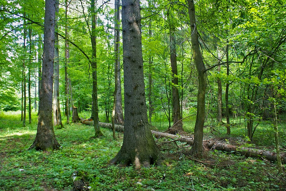 forest, green, tree, nature, summer, holidays, july, leaf, woodland HD wallpaper
