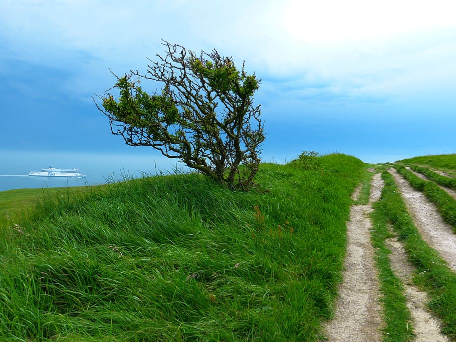 green leafed tree on grassy plain during daytime, away, path HD wallpaper