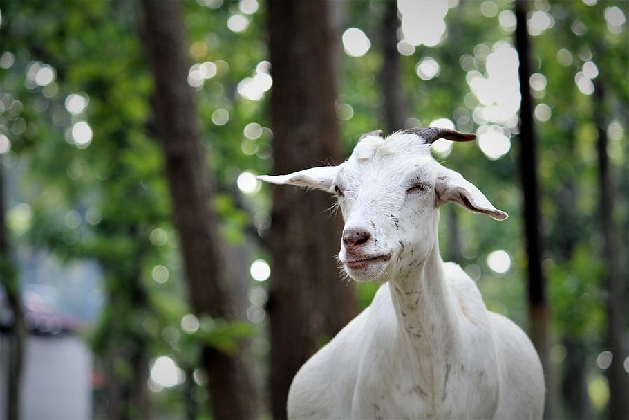 nature, outdoors, tree, mammal, animal, cute, grass, agriculture HD wallpaper