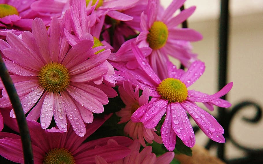Flowers, Pink, Dew, Drops, Summer, Spring, dew drops, water HD wallpaper
