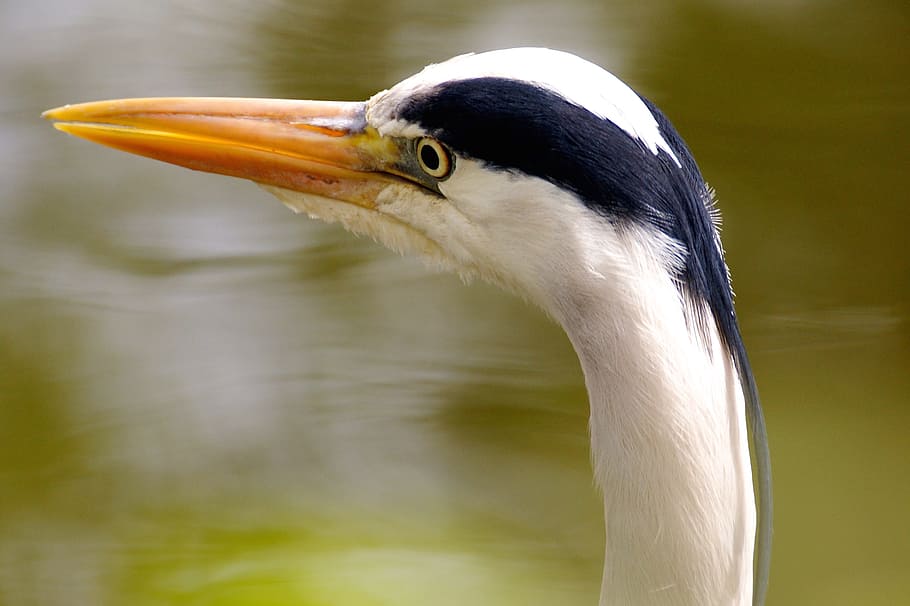 Bird, Nature, Grey Heron, Plumage, bill, pond, water bird, tiergarten HD wallpaper