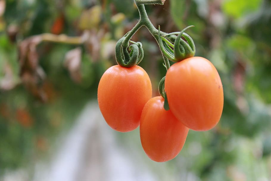 tomatoes, food, fresh, food and drink, healthy eating, focus on foreground HD wallpaper
