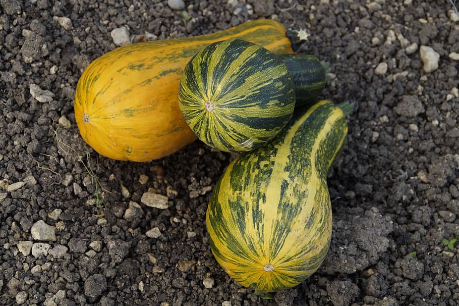 pumpkins, decorative squashes, autumn, food, food and drink HD wallpaper