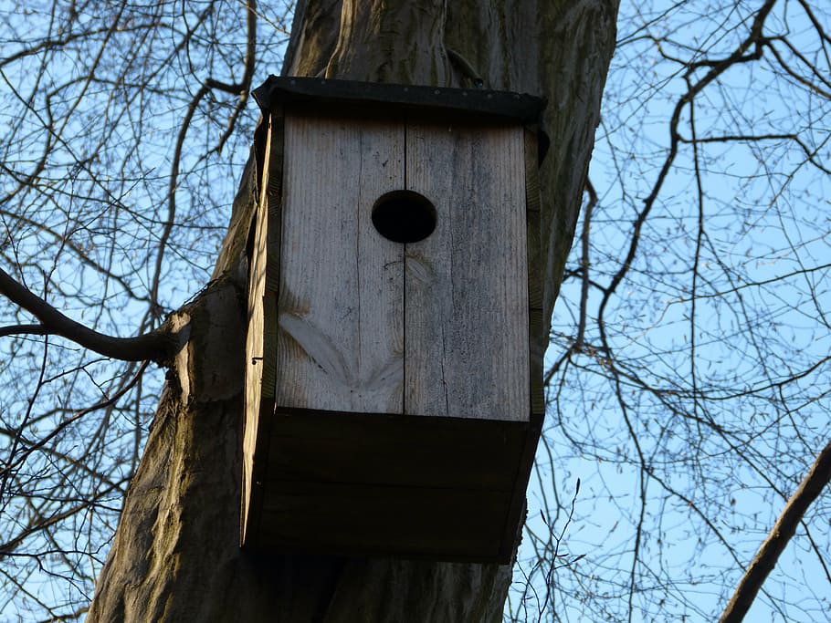 aviary, treehouse, nesting box, garden, bird, low angle view
