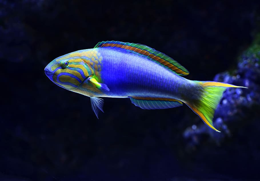 close-up photo of blue and green fish, shallow focus photography of blue and yellow fish underwater