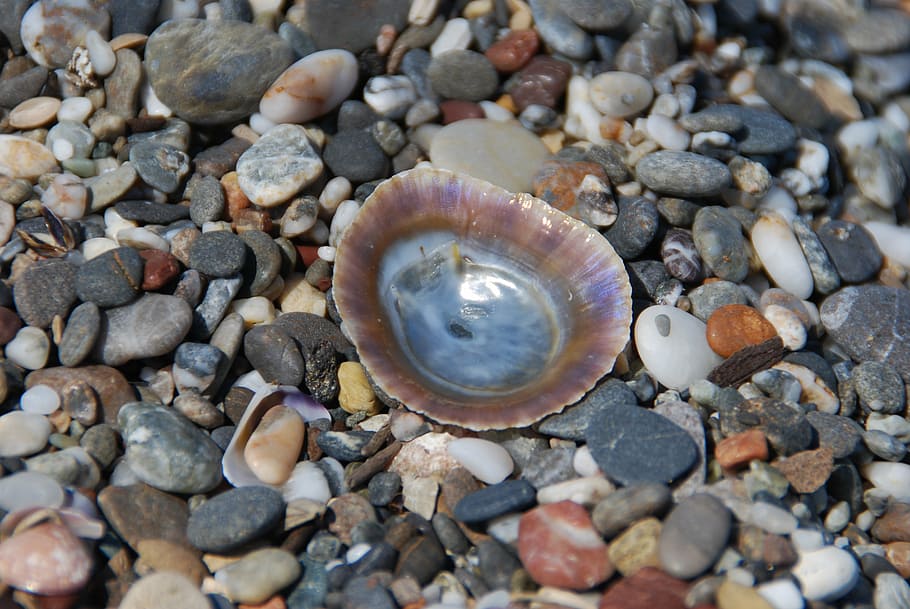 stones, beach, shell, sea, colorful, stone - object, solid HD wallpaper