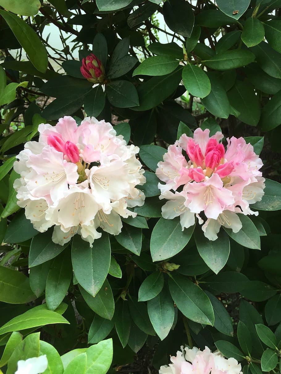 nature, flower, spring, bloom, pink, flowering plant, beauty in nature HD wallpaper