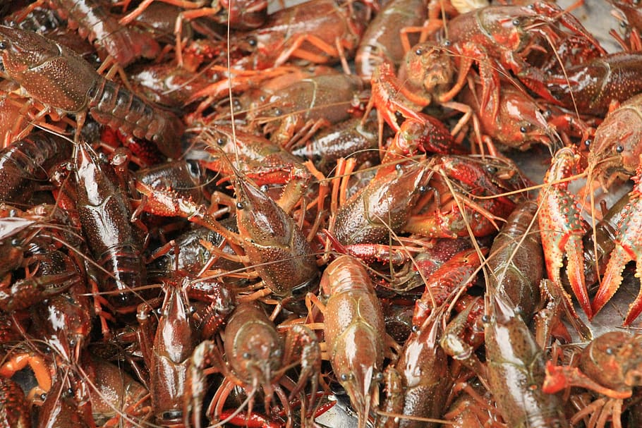 gourmet, lobster, crayfish, seafood, food and drink, freshness HD wallpaper