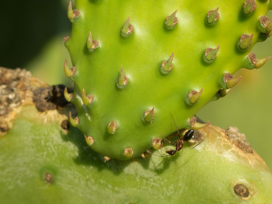 Cactus, Plant, Thin, Nature, prickly, flora, ornamental plant HD wallpaper