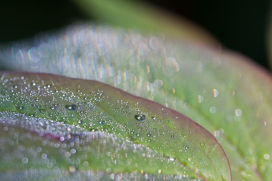 dew, dewdrop, morgentau, drip, drop of water, leaf, nature HD wallpaper