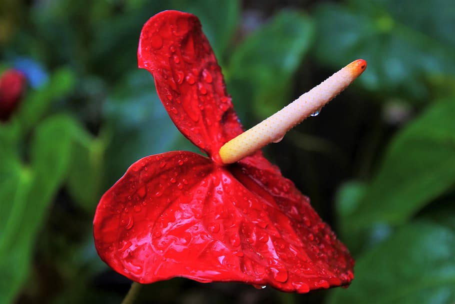 rain, exotic, nature, leaf, flower, plant, garden, anthurium HD wallpaper