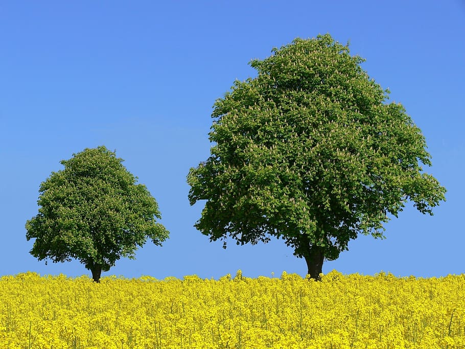chestnut trees, field of rapeseeds, mustard plants, sky, blue, HD wallpaper