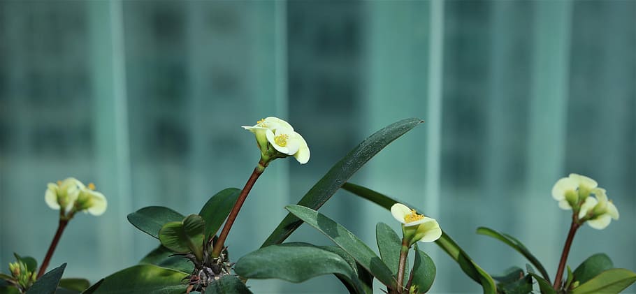 close-up photo of flowers, affix, white, yellow, white color