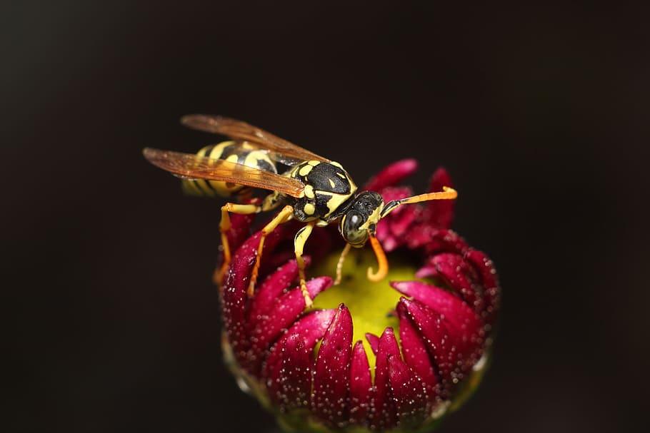 insect, nature, no one, fly, bespozvonochnoe, wasp, close-up HD wallpaper