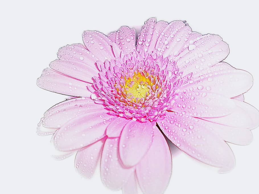 pink, gerbera, flower, romantic, fragrance, nature, beauty HD wallpaper