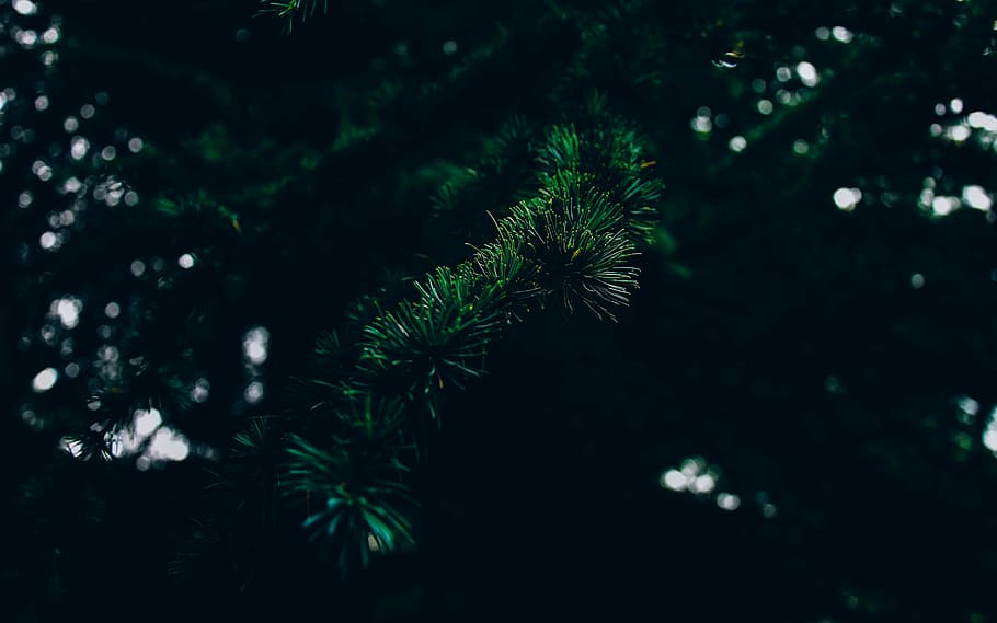 pine leafed tree, selective focus photo of pine tree, branch HD wallpaper