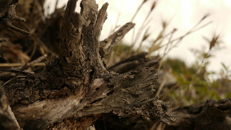 texture, nature, wood, plant, tree, focus on foreground, no people HD wallpaper