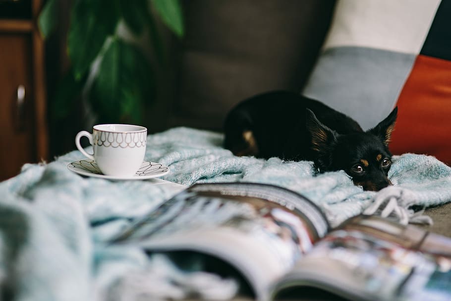 Resting with magazine and cute puppy, interior, relax, dog, pet HD wallpaper