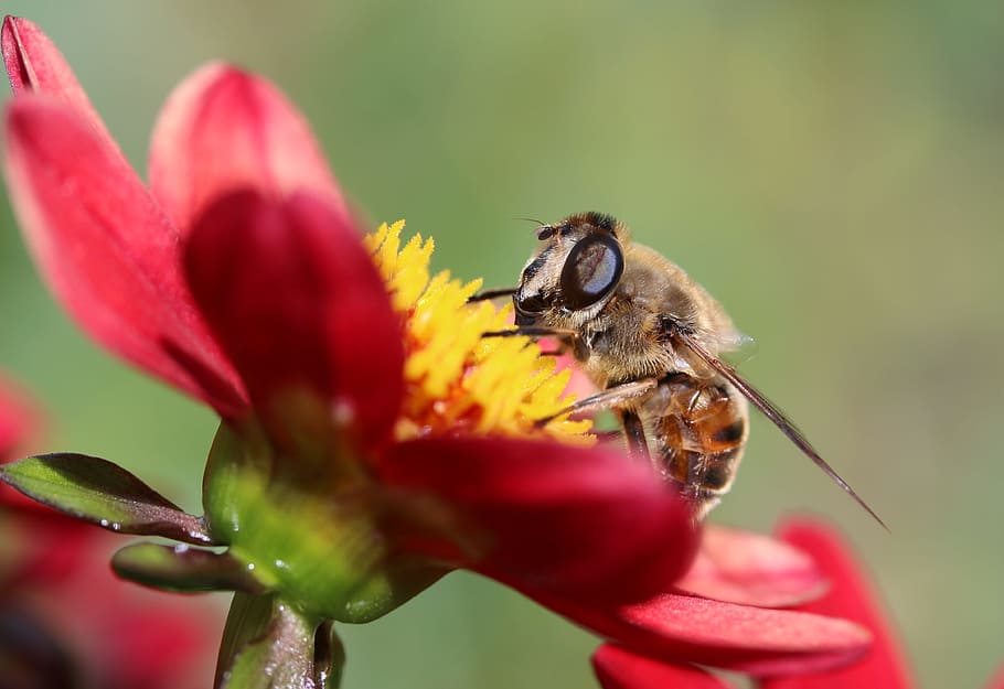 closeup photo of hoverfly perching on flower, dung fly, insect HD wallpaper