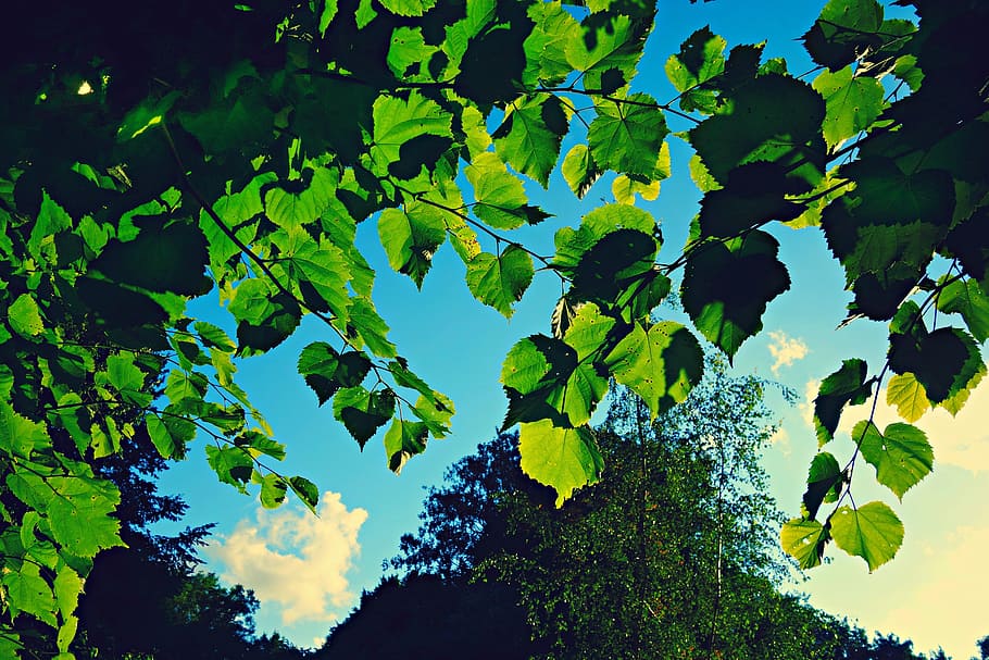 leaves, foliage, forest, backlight, sunlight, blue skies, leaves against blue skies HD wallpaper