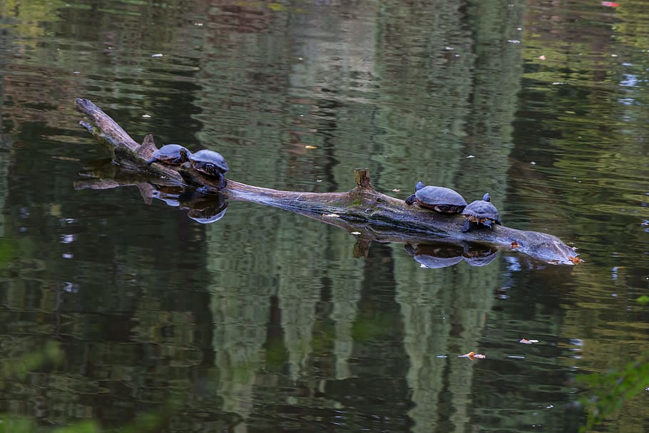 turtles, water, pond, lake, nature, water turtle, on the water, HD wallpaper