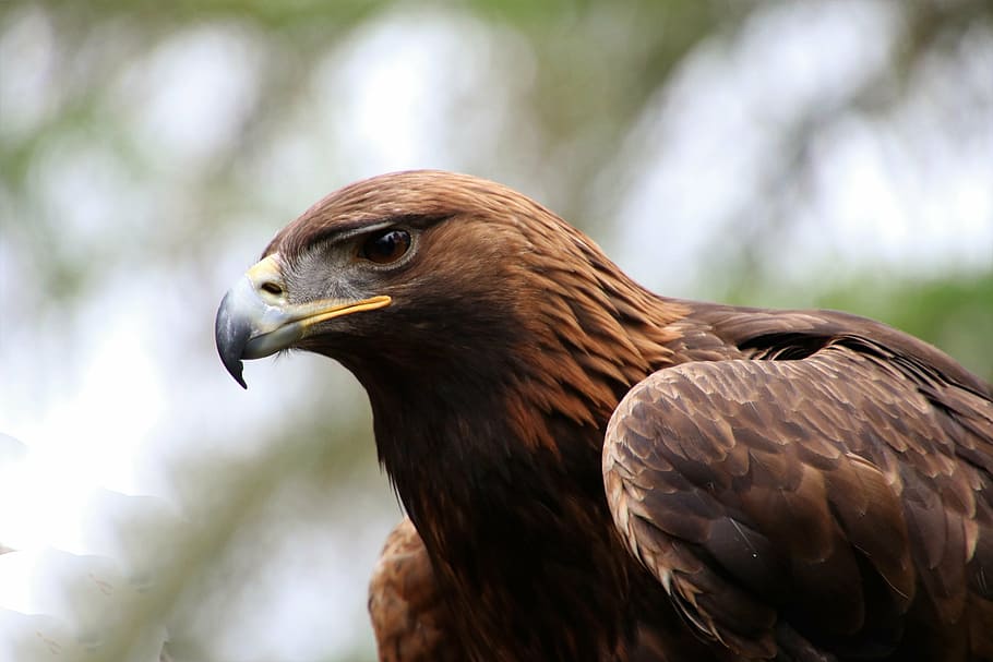 photography of falcon, golden eagle, bird, nature, wildlife, animal, HD wallpaper