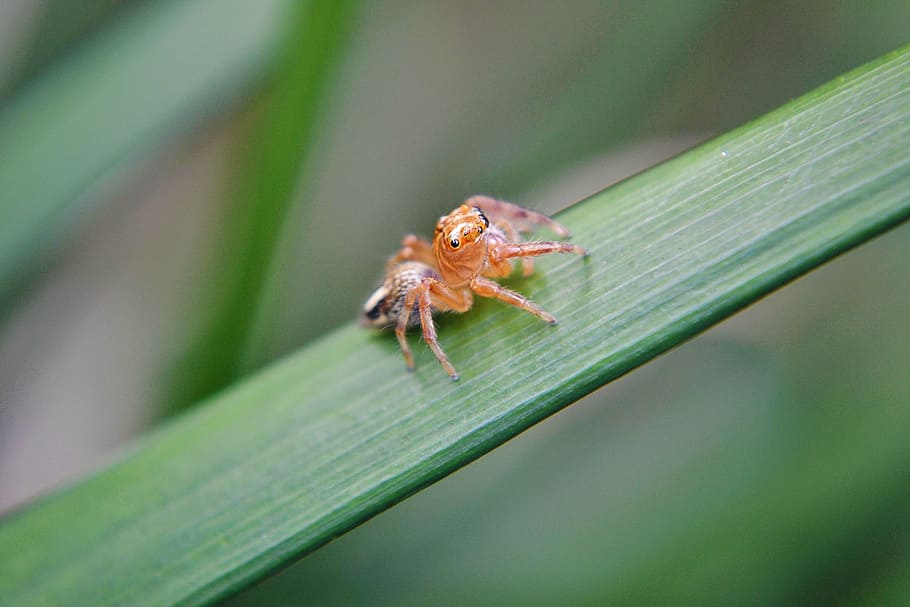 tiny spider, innocent, innocent spider, sri lanka, mawanella HD wallpaper