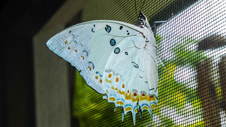 Butterfly, Insect, no people, day, built structure, close-up HD wallpaper