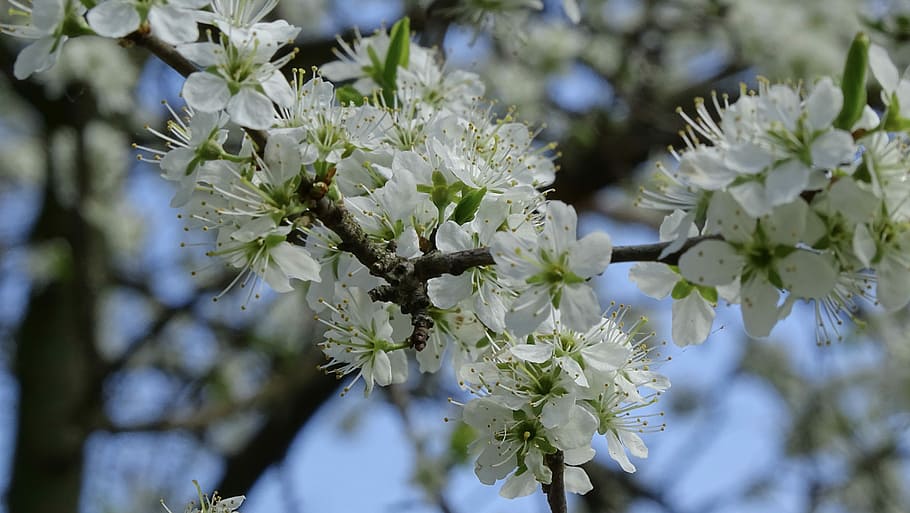 tree, branch, flower, nature, plant, blooming, petal, bud, closeup HD wallpaper
