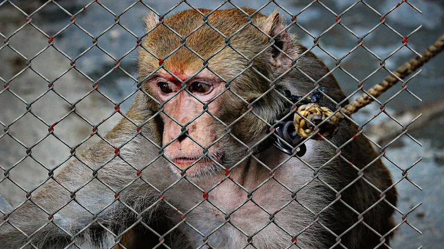 monkey in cage, animal welfare, cruelty to animals, help, imprisoned, HD wallpaper
