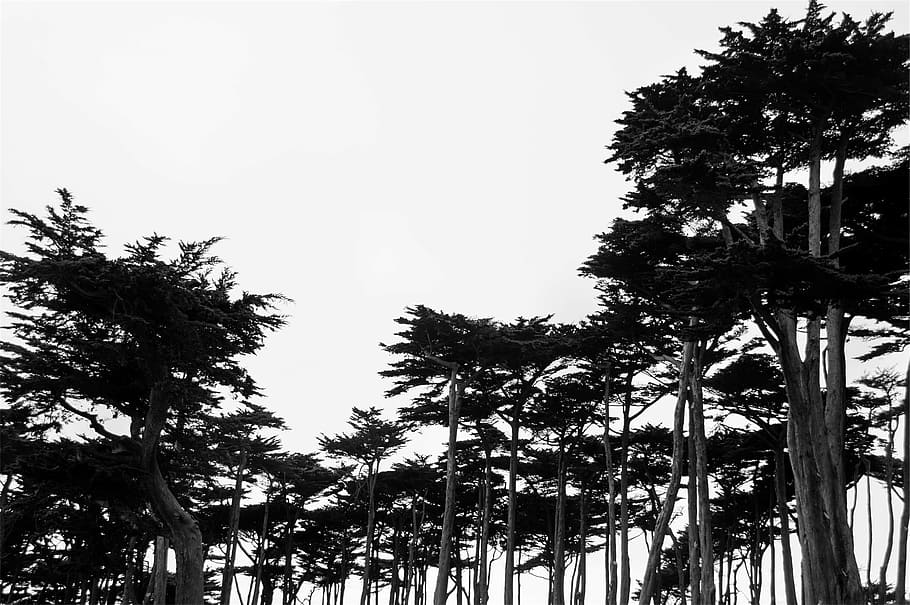 grayscale photography of trees, silhouette, bright, sky, black and white HD wallpaper