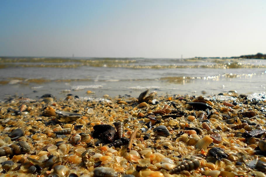 shells, sea, beach, water, land, nature, sky, day, rock, sand HD wallpaper