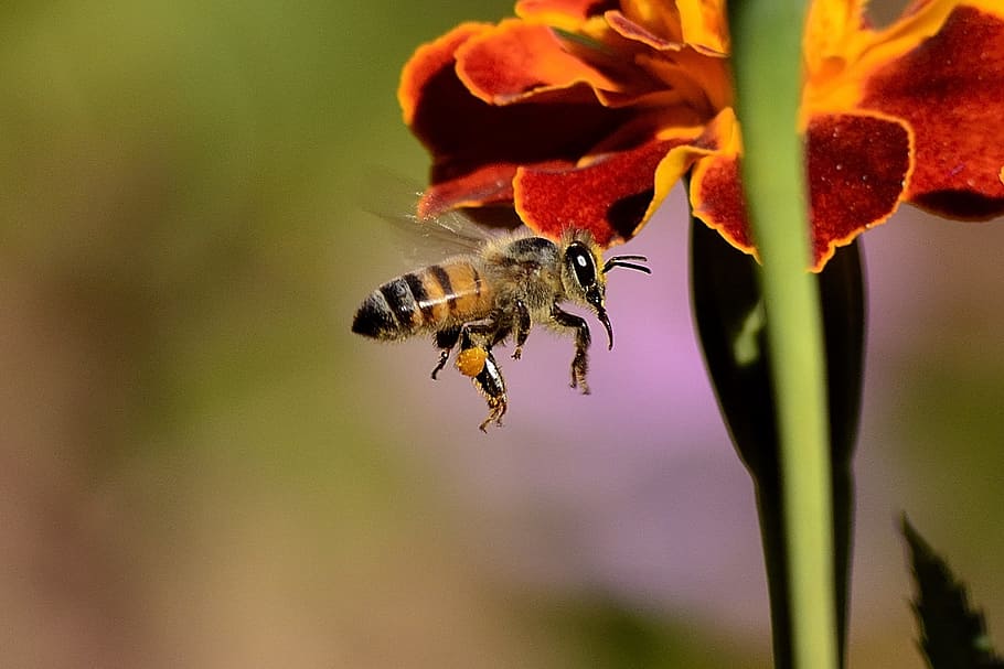 Honey Bee on Red and Yellow Flower during Daytime, flora, insect HD wallpaper