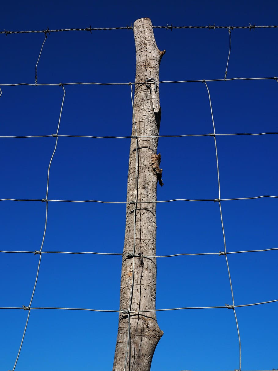 tree without twigs behind gray steel fence, post, pile, wildzaun