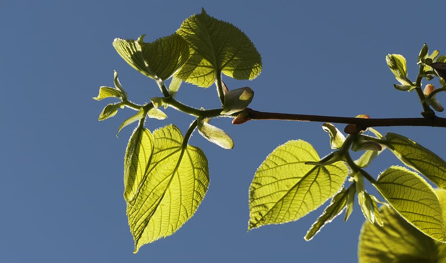 leaf, tree, branches, knocked out, shoots, nature, plant, blue sky