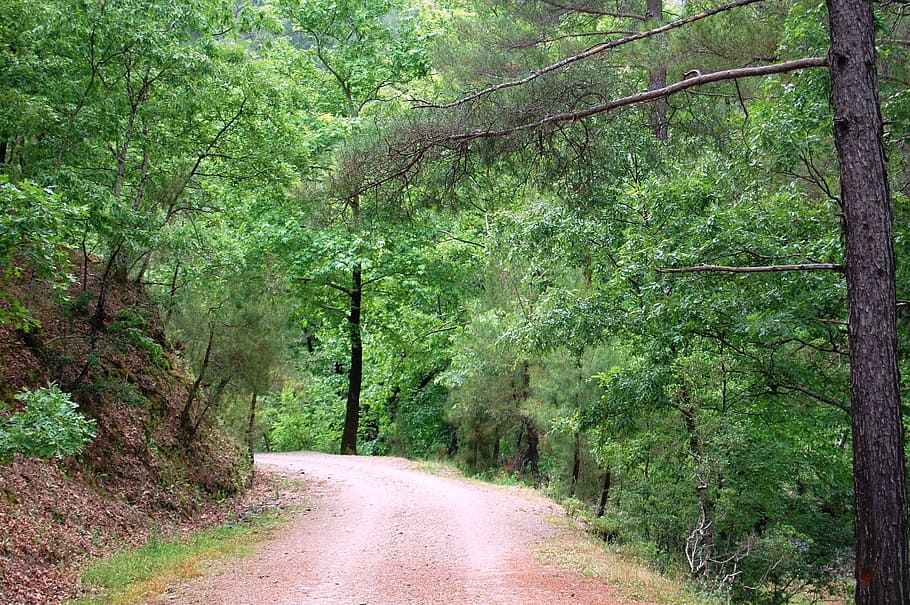Nature, Spring, Green, tree, forest, road, woodland, outdoors HD wallpaper