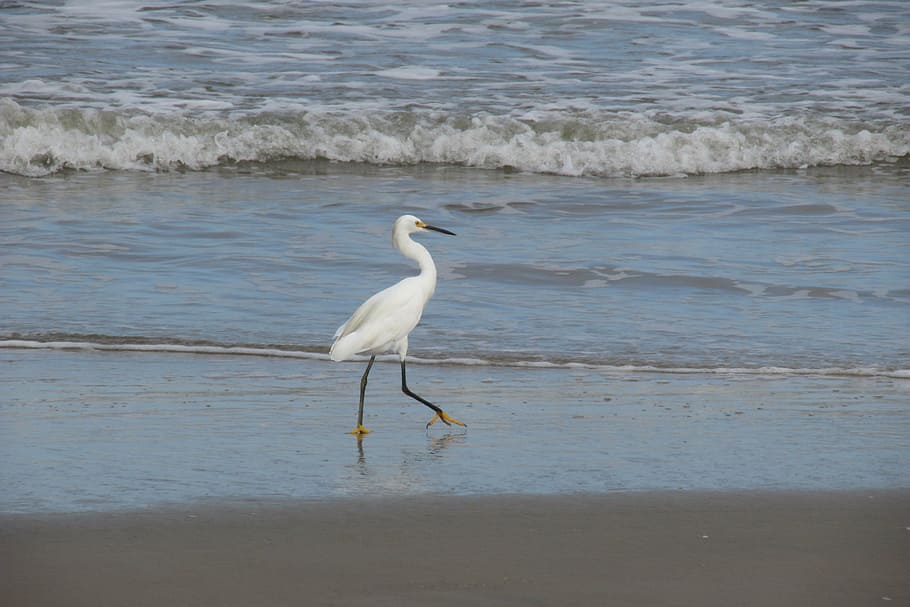 heron, bird, environment, nature, wildlife, animal, water, egret HD wallpaper