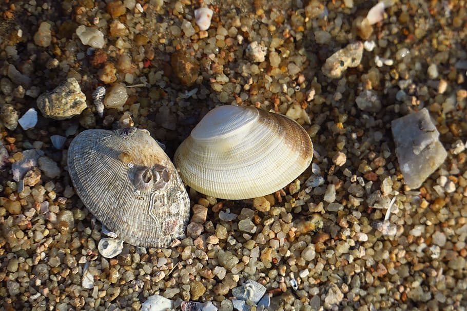 shells on rocks, nature, exoskeleton, beach, sha, sea, shellfish HD wallpaper