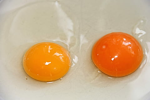 two egg yolks, fried eggs, raw, yellow, orange, protein, food HD wallpaper
