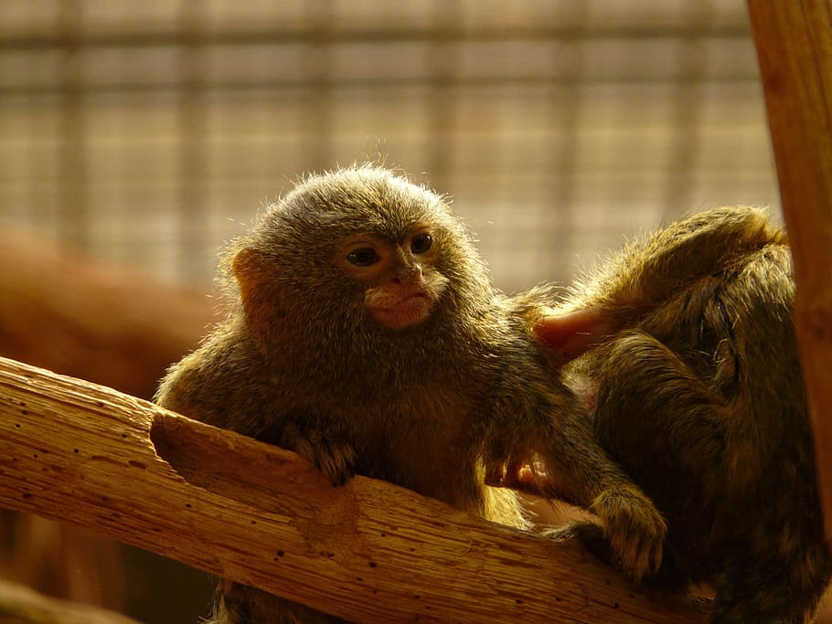 pygmy marmoset, krallenaffe, monkey, animal, creature, climb, HD wallpaper