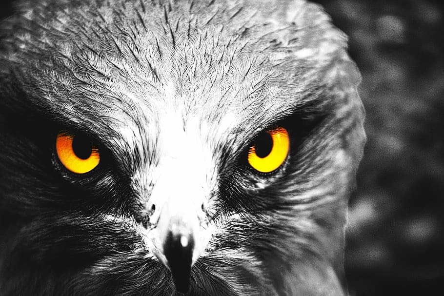 eagle, eyes, yellow, bird, yellow eyes, cute, fly, pet, one animal HD wallpaper