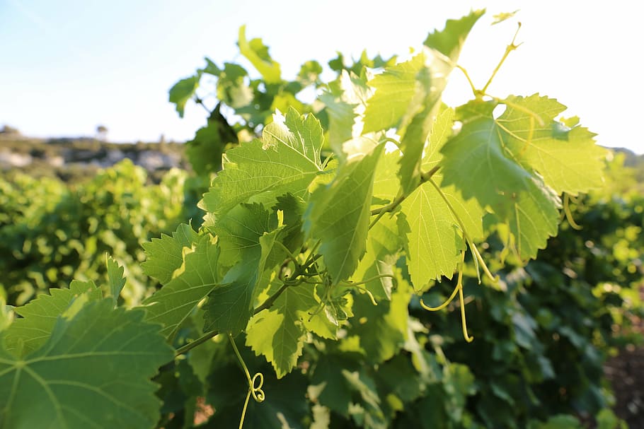 vines, provence, light, green color, leaf, plant part, growth HD wallpaper