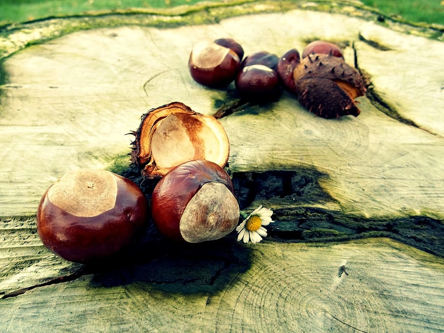 round brown fruit, chestnut, autumn, tree, shell, october, nature, HD wallpaper
