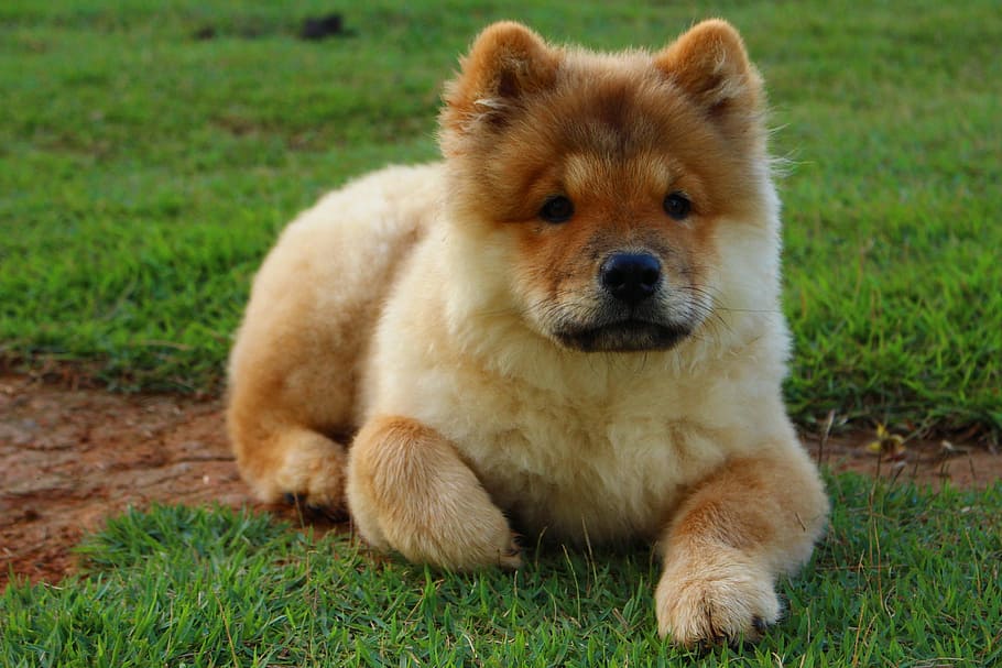 brown chow chow puppy lying on lawn grass at daytime, Dog, Animal