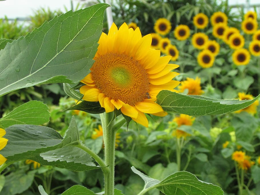 flora, nature, leaf, flower, summer, sunflower, summer flowers HD wallpaper