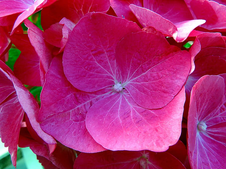 plant, flower, pink, hydrangea, summer, nature, leaf, red, backgrounds HD wallpaper