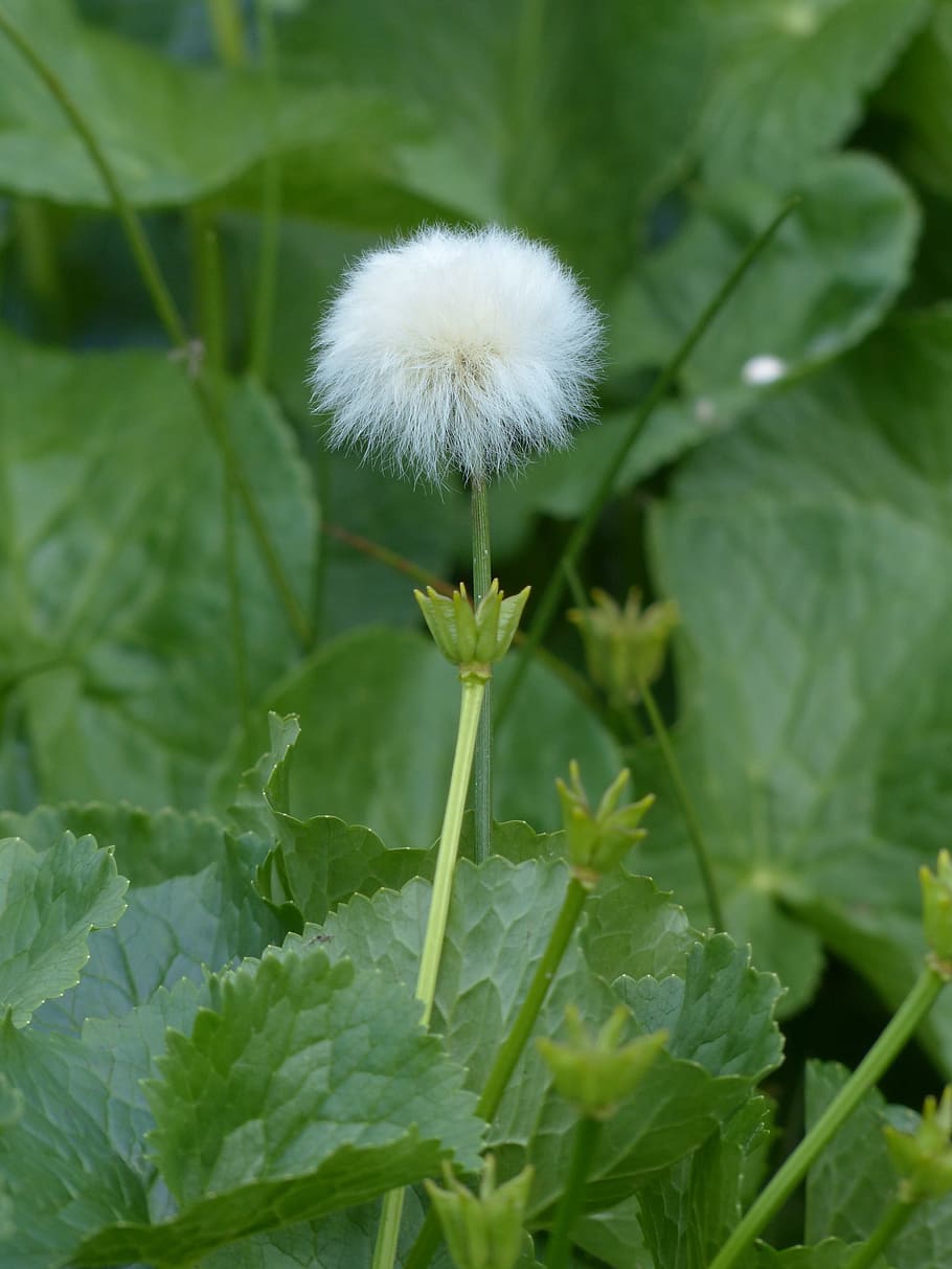 scheuchzers cottongrass, eriophorum scheuchzeri, sour grass greenhouse, HD wallpaper