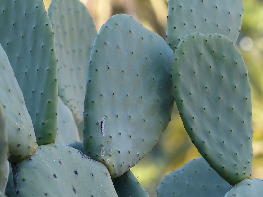 green cactos, cactus, prickly, ear cactus, prickly pear, ears leaves, HD wallpaper