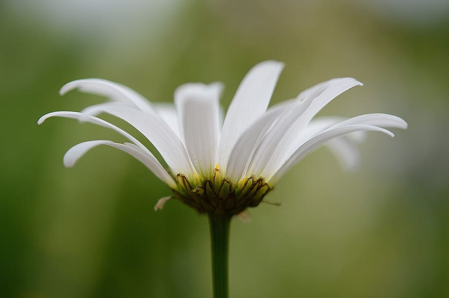 shallow focus photography of white flower, daisy, flowers, meadow HD wallpaper